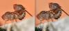 Drosophila immigrans